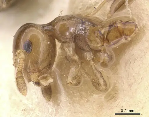 Crematogaster nitidiceps - CASENT0912784