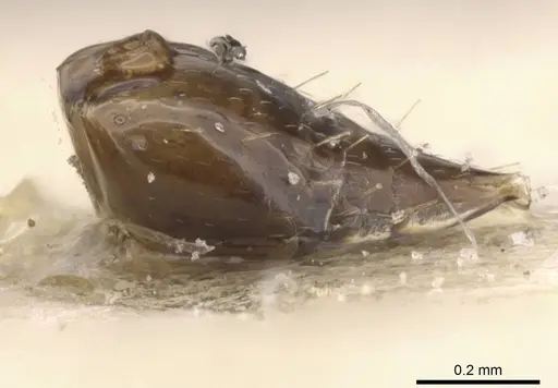 Crematogaster nitidiceps - CASENT0912784