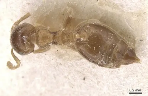 Crematogaster nitidiceps - CASENT0912785