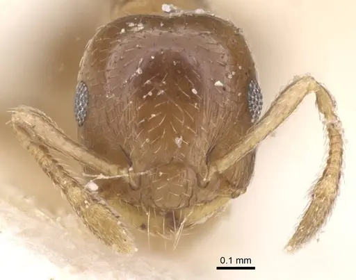 Crematogaster nitidiceps - CASENT0912785