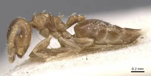 Crematogaster nitidiceps - CASENT0912785