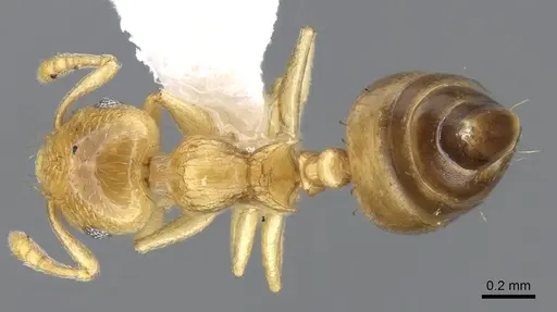 Crematogaster nitidiceps - CASENT0914579