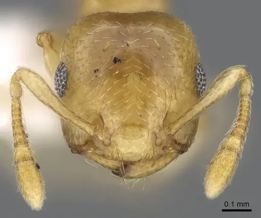 Crematogaster nitidiceps - CASENT0914579