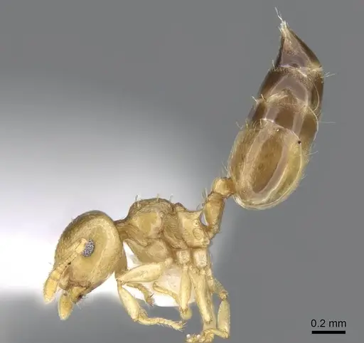 Crematogaster nitidiceps - CASENT0914579