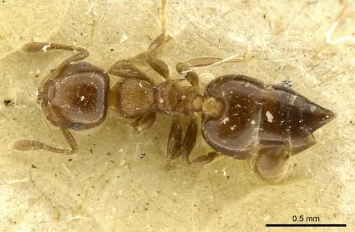 Crematogaster nitidiceps - CASENT0919711