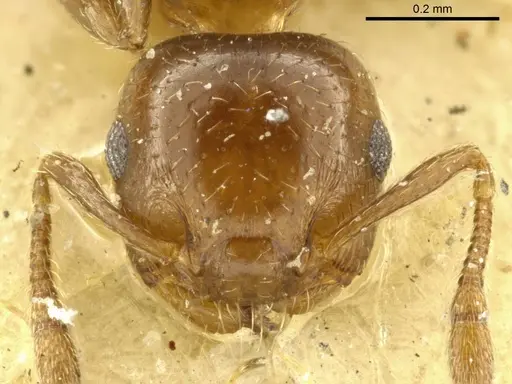 Crematogaster nitidiceps - CASENT0919711