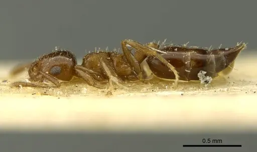 Crematogaster nitidiceps - CASENT0919711