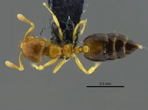 Crematogaster nitidiceps - CBUMAGENT41939