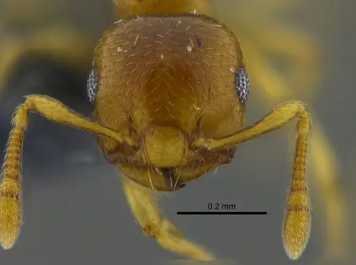 Crematogaster nitidiceps - CBUMAGENT41939