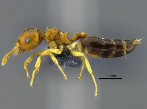 Crematogaster nitidiceps - CBUMAGENT41939