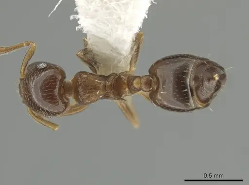 Crematogaster nitidiceps - JTLC000001455