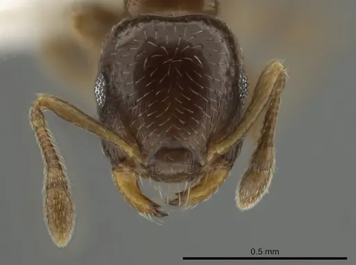 Crematogaster nitidiceps - JTLC000001455