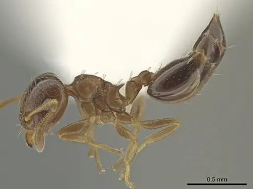 Crematogaster nitidiceps - JTLC000001455