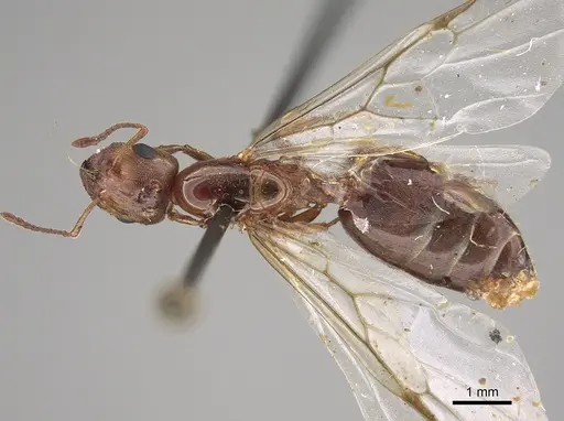 Crematogaster nocturna specimen