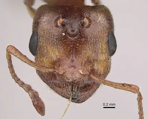 Crematogaster nocturna specimen