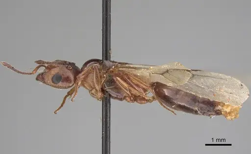 Crematogaster nocturna specimen