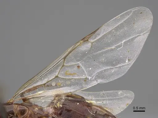 Crematogaster nocturna - CASENT0923321