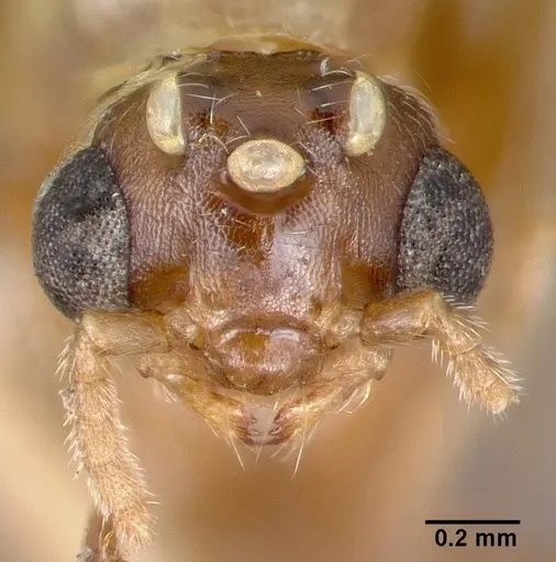 Crematogaster nocturna - CASTYPE11424