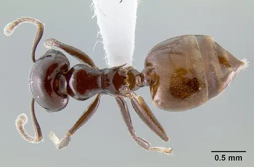 Crematogaster nosibeensis specimen