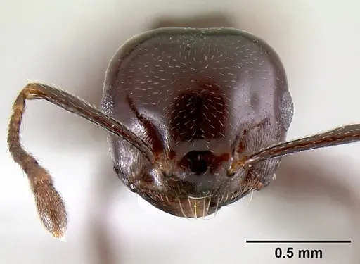 Crematogaster nosibeensis specimen