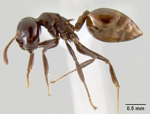 Crematogaster nosibeensis specimen