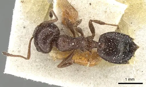 Crematogaster oasium specimen