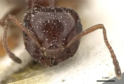 Crematogaster oasium specimen