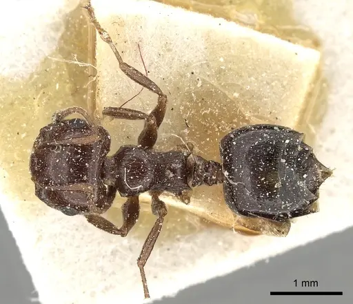 Crematogaster oasium - CASENT0249821