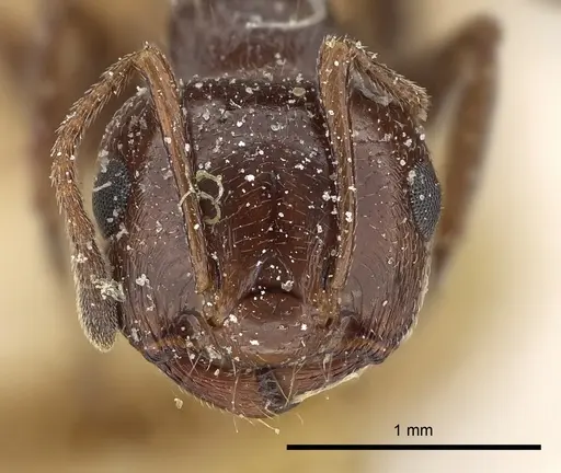 Crematogaster oasium - CASENT0249821