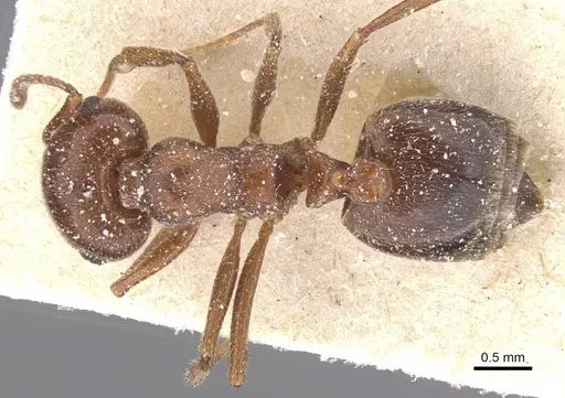 Crematogaster oasium - CASENT0912708