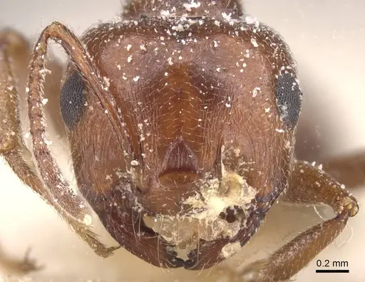 Crematogaster oasium - CASENT0912708