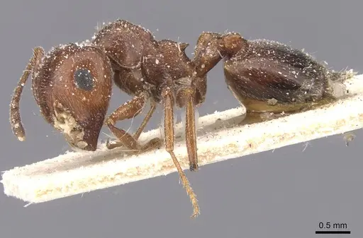 Crematogaster oasium - CASENT0912708