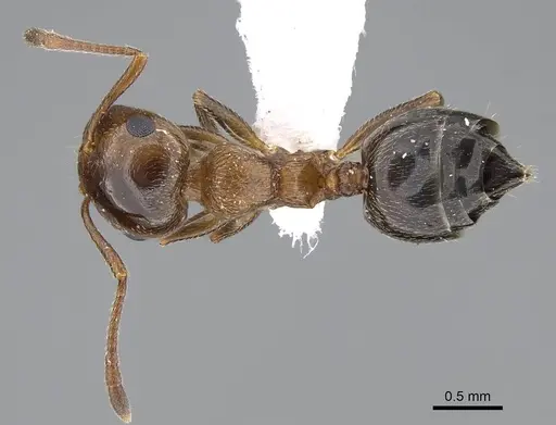 Crematogaster oasium - CASENT0922286