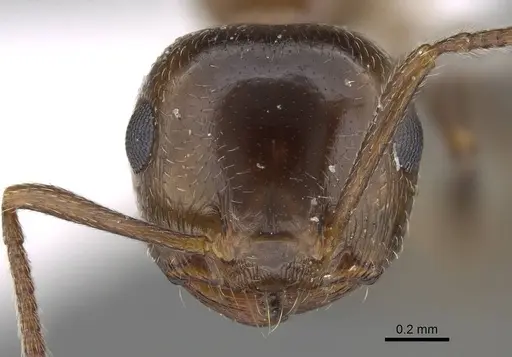 Crematogaster oasium - CASENT0922286