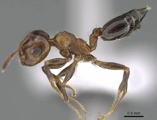 Crematogaster oasium - CASENT0922286