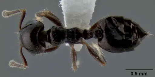 Crematogaster obnigra specimen