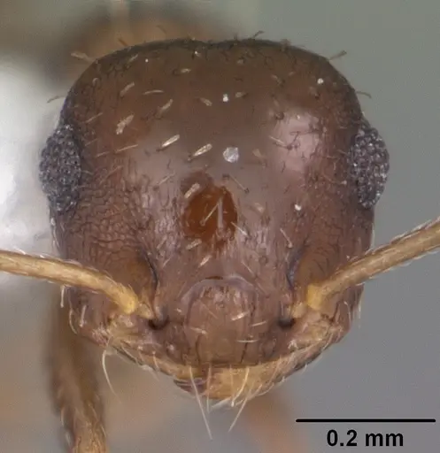 Crematogaster obscurata specimen