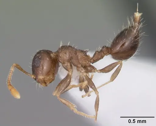 Crematogaster obscurata specimen