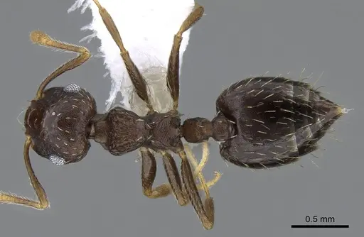 Crematogaster obscurata - CASENT0914637
