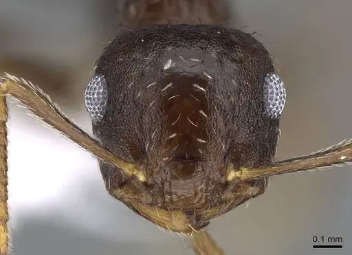 Crematogaster obscurata - CASENT0914637