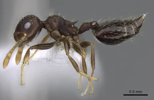 Crematogaster obscurata - CASENT0914637