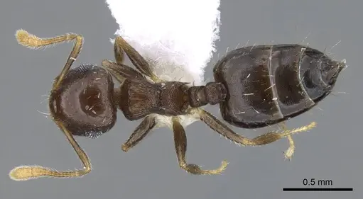 Crematogaster obscurata - CASENT0914638