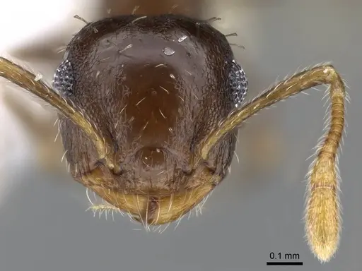 Crematogaster obscurata - CASENT0914638