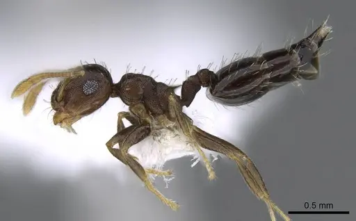 Crematogaster obscurata - CASENT0914638