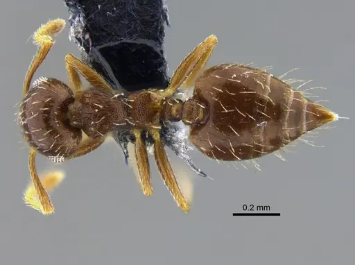 Crematogaster obscurata - CBUMAGENT42077