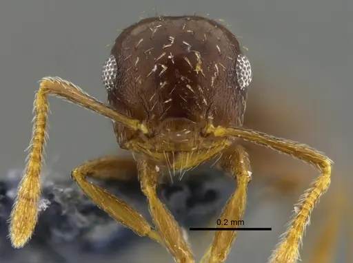 Crematogaster obscurata - CBUMAGENT42077