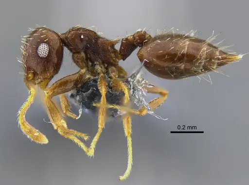 Crematogaster obscurata - CBUMAGENT42077
