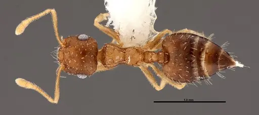 Crematogaster obscurata - FMNHINS0000088665