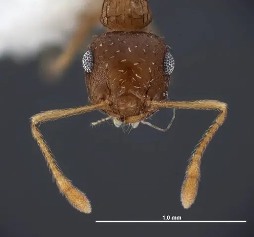 Crematogaster obscurata - FMNHINS0000088665