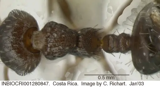 Crematogaster obscurata - INBIOCRI001280847